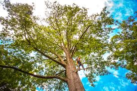 Best Tree Removal  in Oakbrook, KY